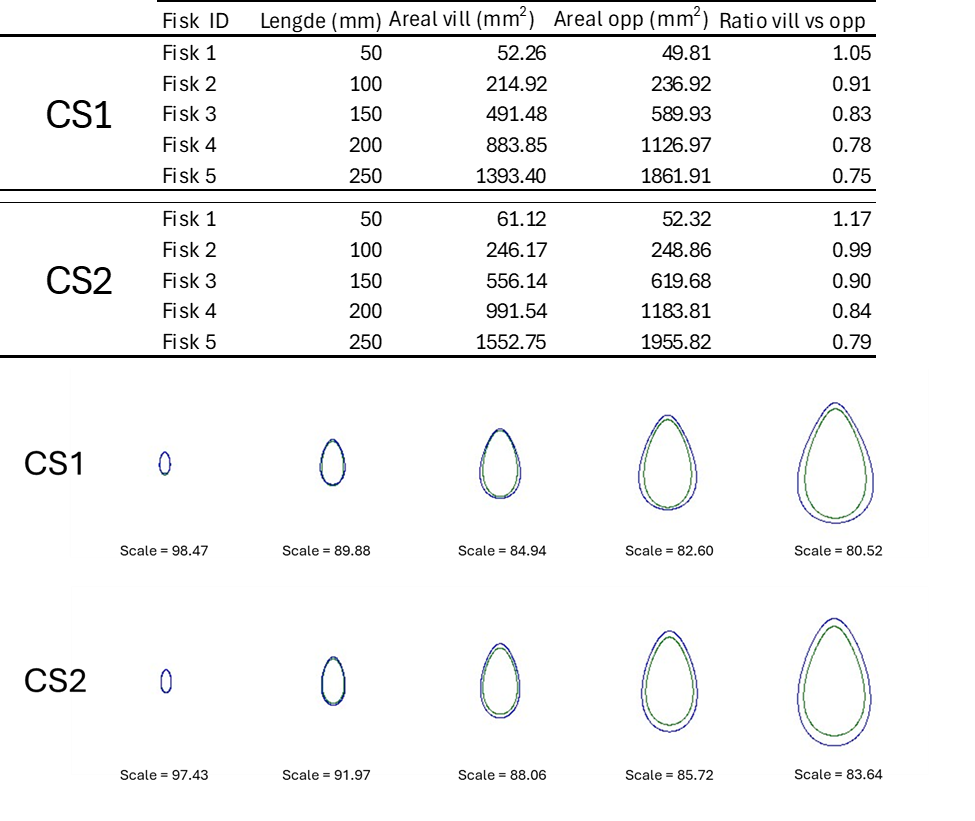 Figur 22: Areal av CS1 og CS2 for fem ville berggylte og fem oppdrettet berggylte mellom 50 og 250 mm. Forholdet (ratio) mellom begge variantene er vist i siste kolonnen. Det to nederste radene illustrerer forskjellen i tversnitsarealet mellom vill berggylte (grønn) og oppdrettet berggylte (blå) samt skala mellom dem.