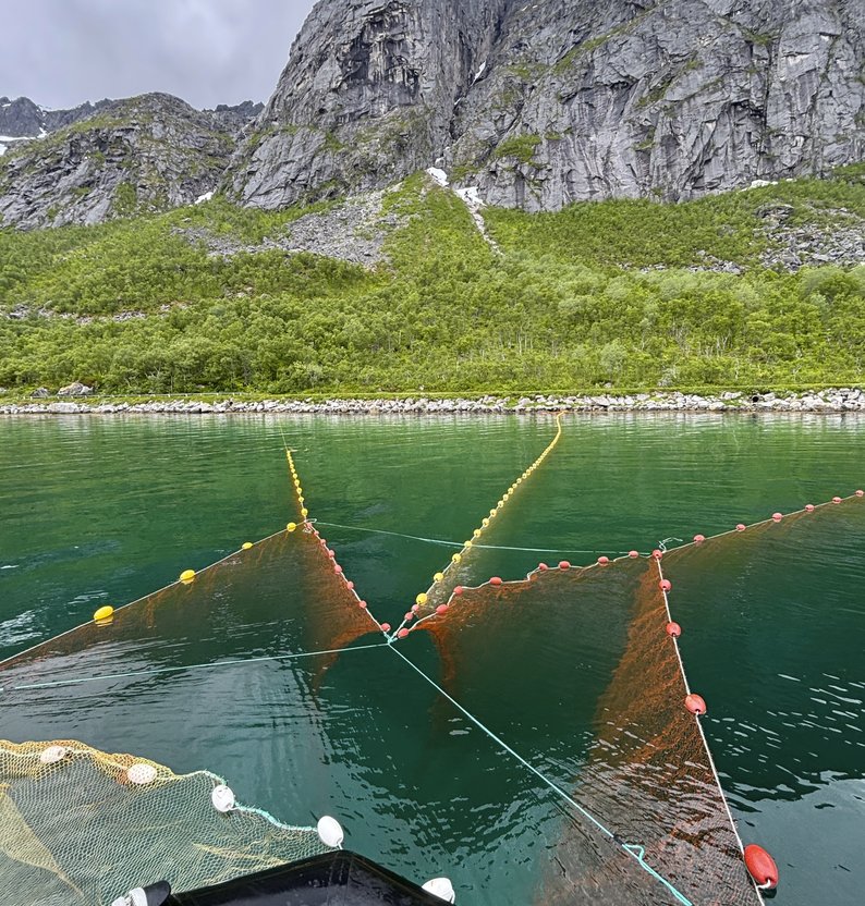 
Sj%C3%B8%C3%B8rretruse p%C3%A5 Kval%C3%B8ya i Troms