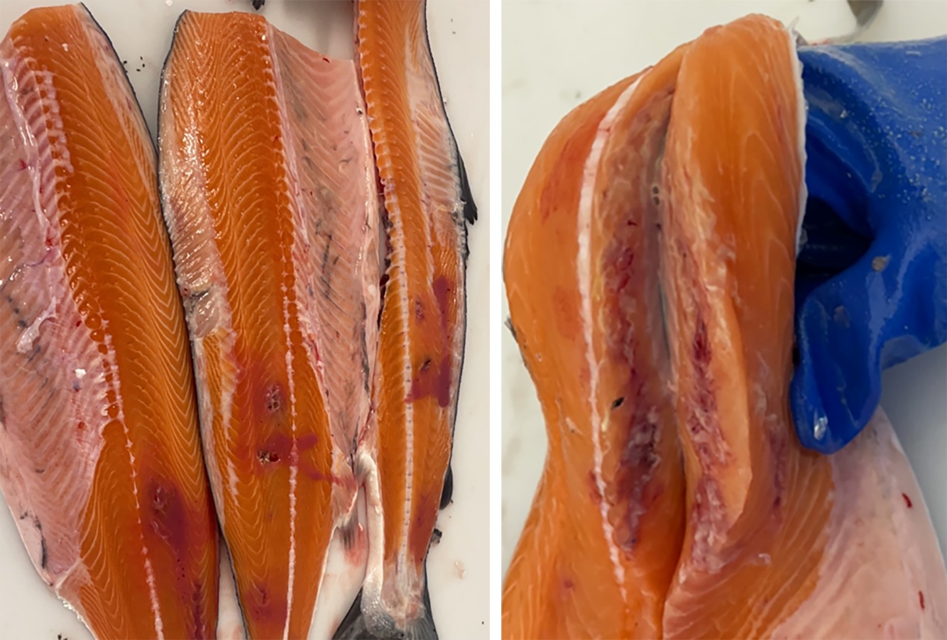 Spironucleose hos laks. Byller i filet.