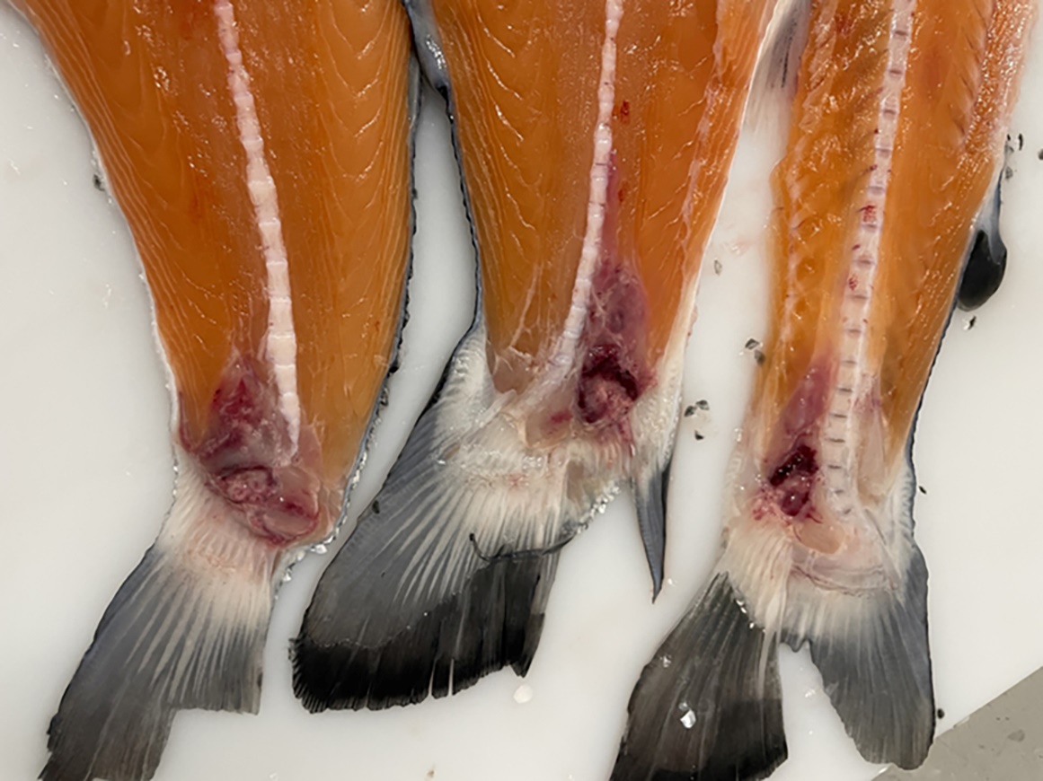 Spironucleose hos laks. Lesjoner i halerot. 