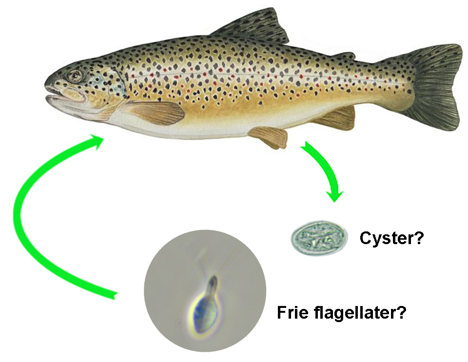 Spironucleus livssyklus