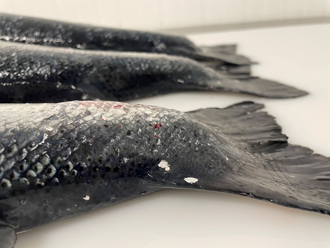 Spironucleose hos laks. Hevelser i halen.