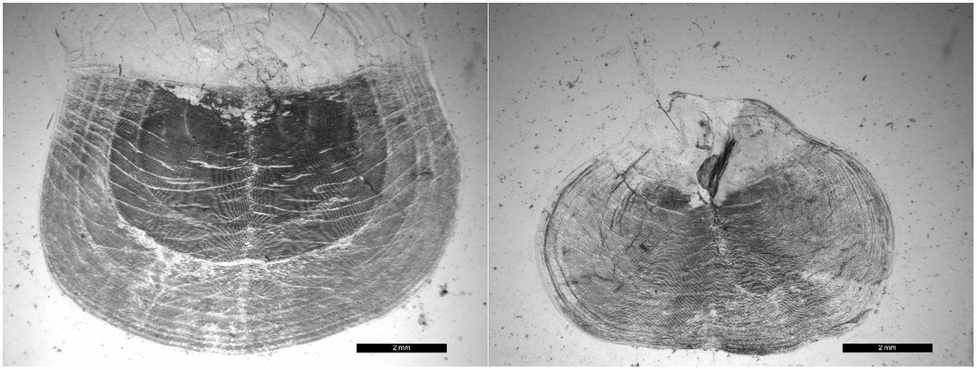 Norsk vårgytende sild. Bildet til venstre viser en 10 år gammel nvg-sild, hvor skjellkvaliteten er slik vi ønsker. Bildet til høyre er et eksempel på dårlig skjellkvalitet. Aldersbestemmelsen blir som en ser svært usikker når kvaliteten er dårlig. 