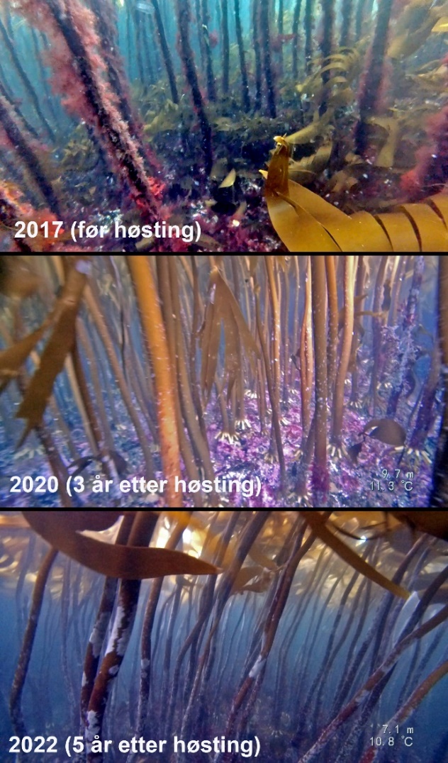 Figur 14. Eksempler på stortarevegetasjon fra felt 484F før prøvehøstingen i 2017 (øvre bilde), 3 år etter prøvehøsting i 2020 (midtre bilde) og 5 år etter prøvehøsting i 2022 (nedre bilde).