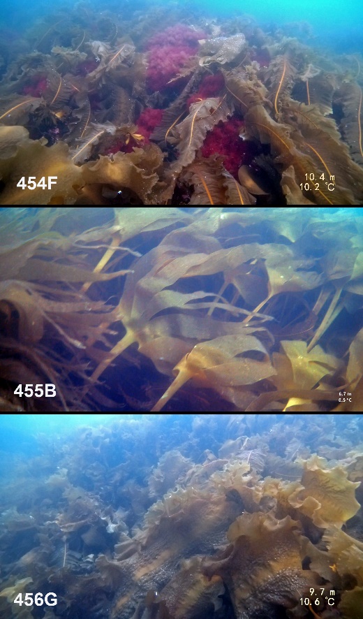 Figur 23. Eksempler på områder med innslag av butare (Alaria esculenta) på felt 454F (øvre bilde), draugtare (Saccorhiza polyschides) på felt 455B (midtre bilde) og sukkertare (Saccharina latissima) på felt 456G (nedre bilde).