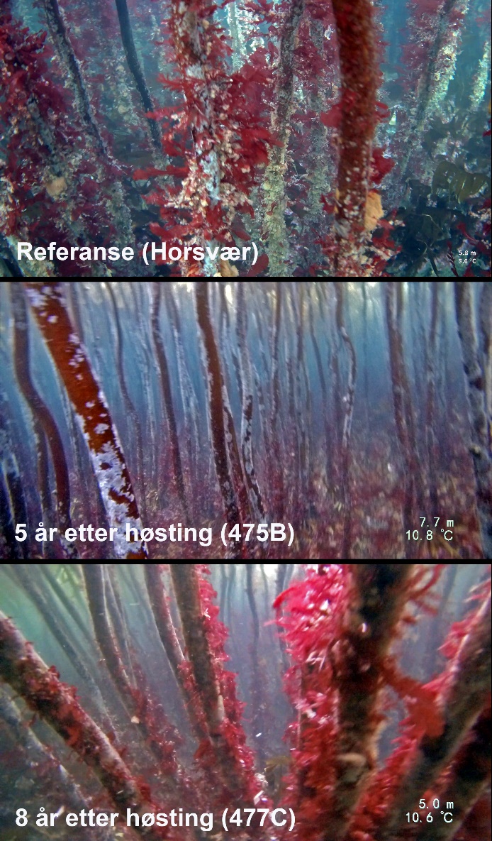 Figur 20. Eksempler på epifyttstruktur på stortarevegetasjonen i et referanseområde (Horsvær) og felt som ble høstet henholdsvis 5 år (475B) og 8 år (477C) tidligere.