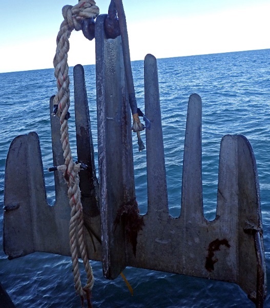 Figur 6. Tareskrape i stål (ca 60 cm bred), benyttet til innsamling av stortareplanter.