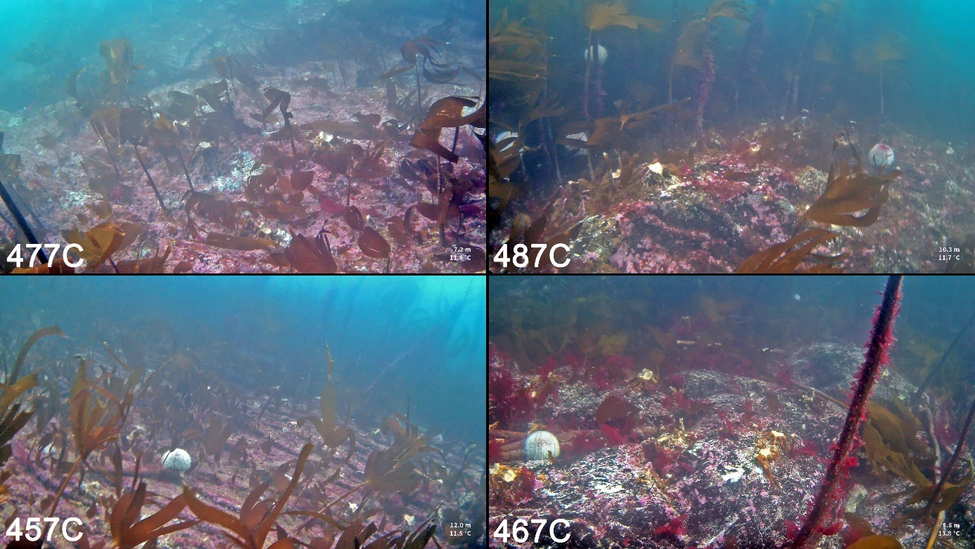 Figur 28. Eksempler på trålspor observert langs videotransekter på nylig høstede C-felt i juni 2024.