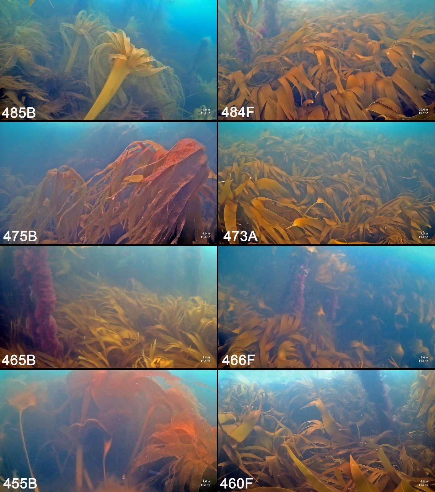 Figur 26. Eksempler på tilstand i trålspor observert langs videotransekter i juni 2024 et år etter høsting (B-felt til venstre) og to år etter høsting (A- og F-felt til høyre). Bildene er tatt langs samme transekter som i Fig. 21a. Tre av B-feltene (455B, 475B og 485B) høstet i 2023 domineres året etter stedvis av draugtare (Saccorhiza polyschides).