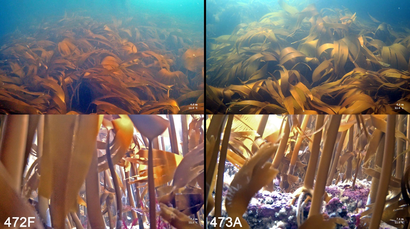 Figur 27. Eksempler på tilstand i trålspor observert langs videotransekter i juni 2024, to år etter høstingen av felt 472F og 473A. Høstekvantumet av stortare på disse feltene i 2022 var henholdsvis 5.833 tonn (472F) og 9.216 tonn (473A).