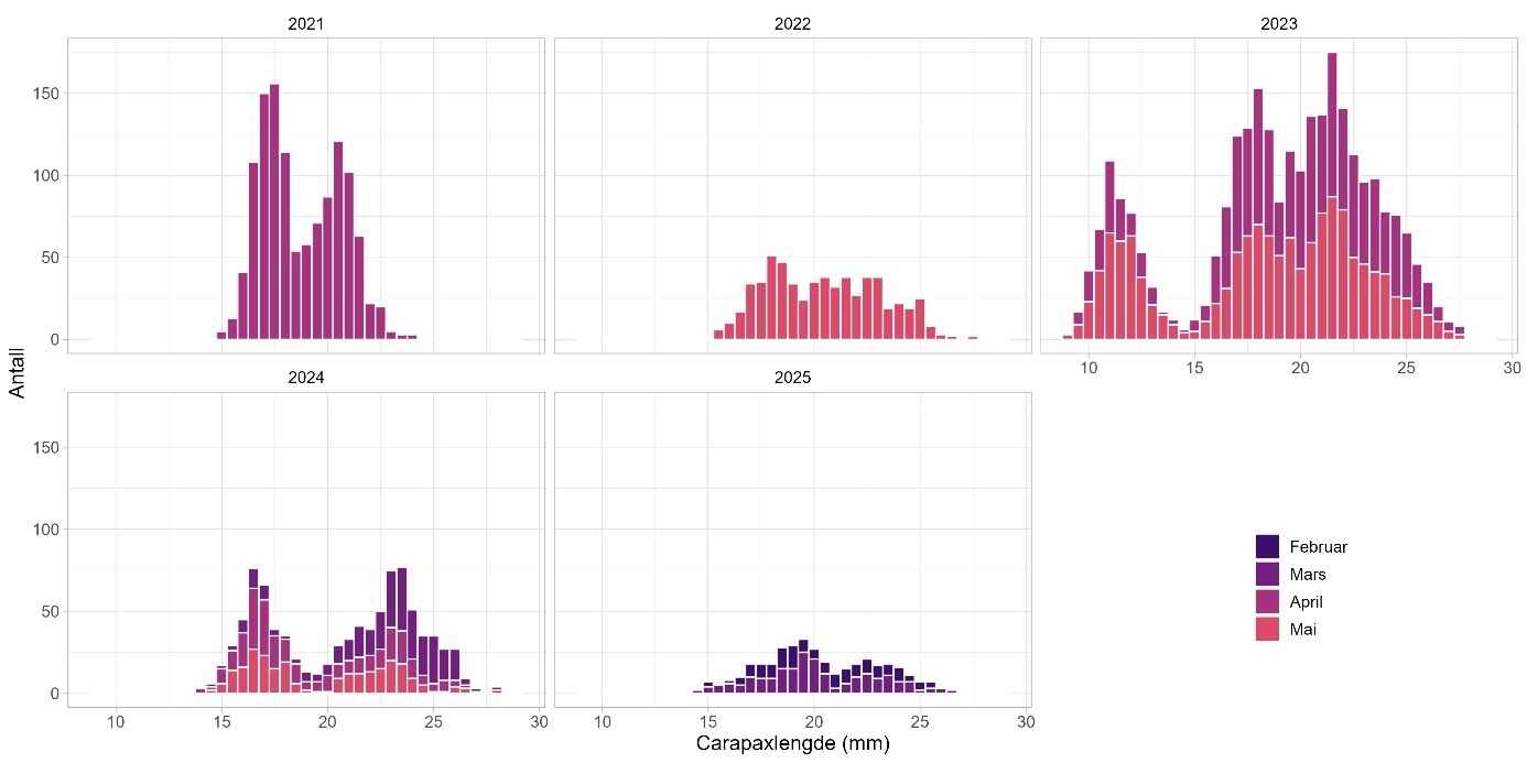Fem stablede stolpediagram (2021 til 2023 øverst og 2024 til 2025 nederst). Måneder med respektive farger er listet nederst til høyre, fra øverst: februar (mørk lilla), mars (lilla), april (mørk rosa), mai (rødrosa). X-aksene viser Carapaxlengde (mm) og går fra 0 til 30 mm, mens Y-aksen viser antall reker og går fra 0 til 175. 
