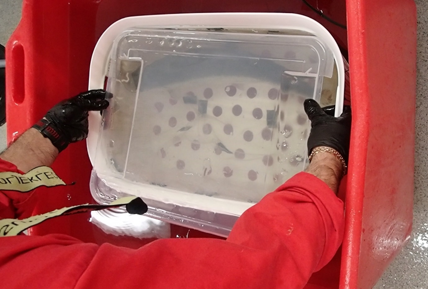 Photo of the basket.