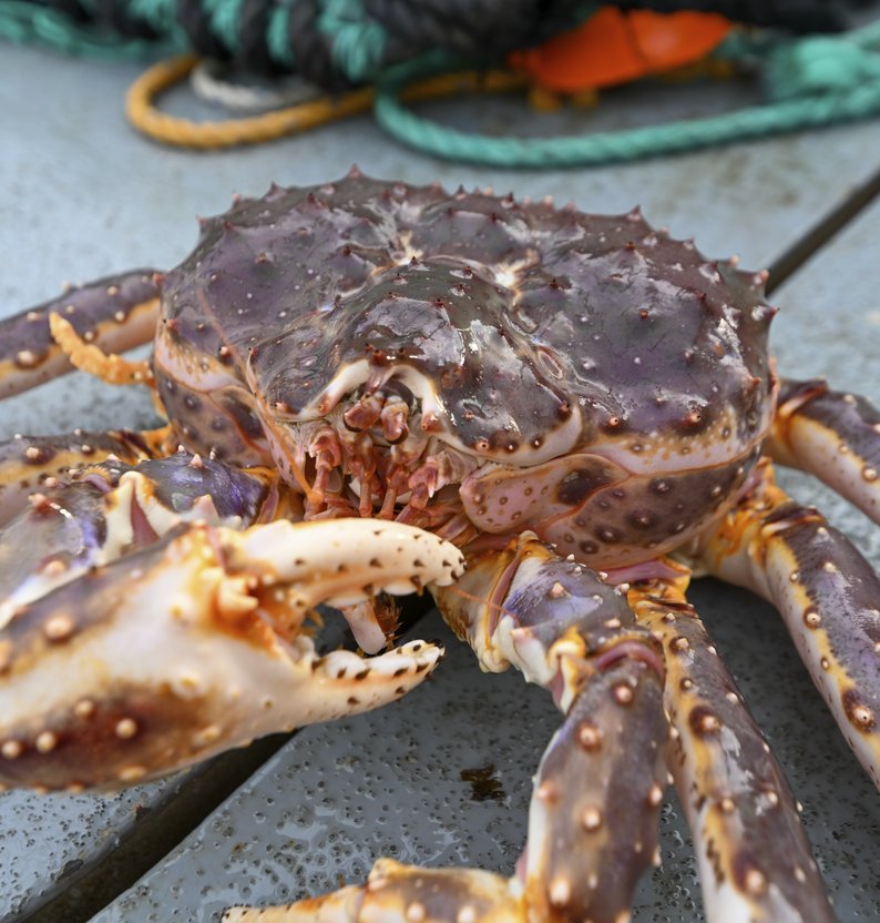 
Kay J%C3%B8rgensen bilde 2025