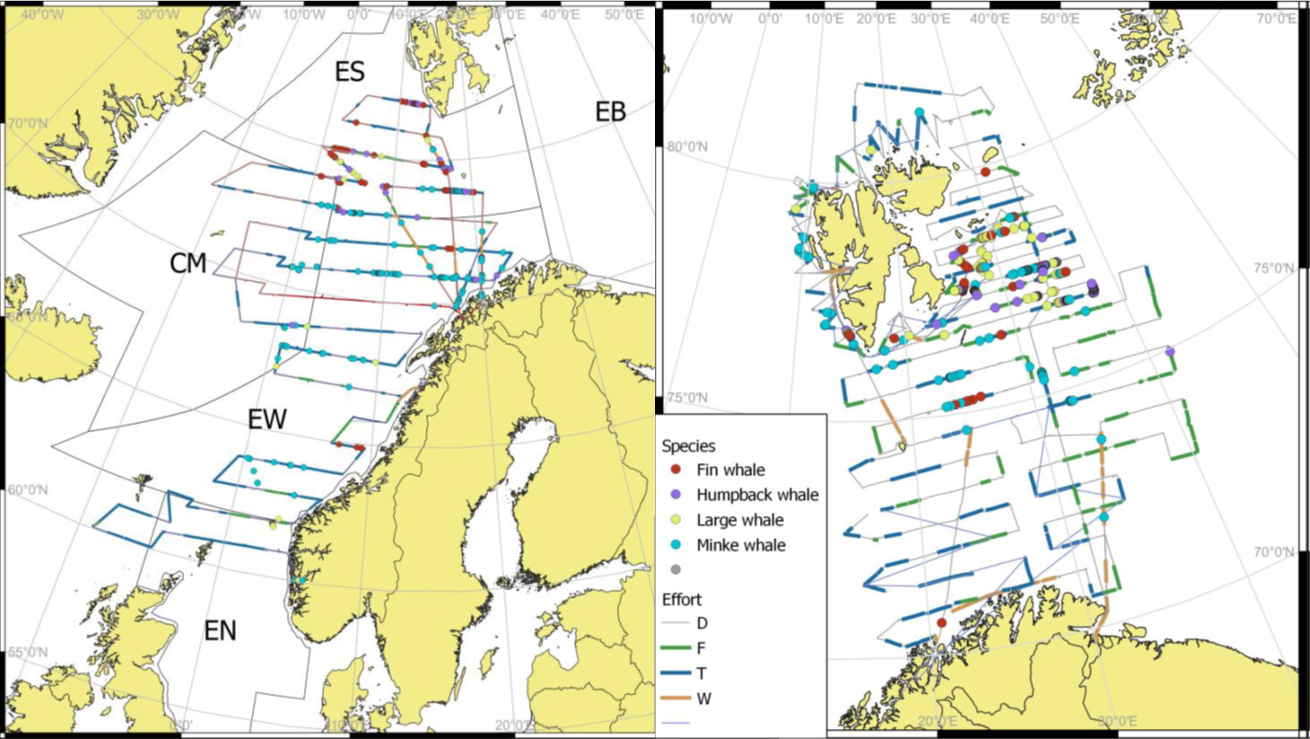 Figur 2: Transektlinjer og observasjoner av bardehval på makrelltoktet (venstre) og økosystemtoktet (høyre) i 2025. 