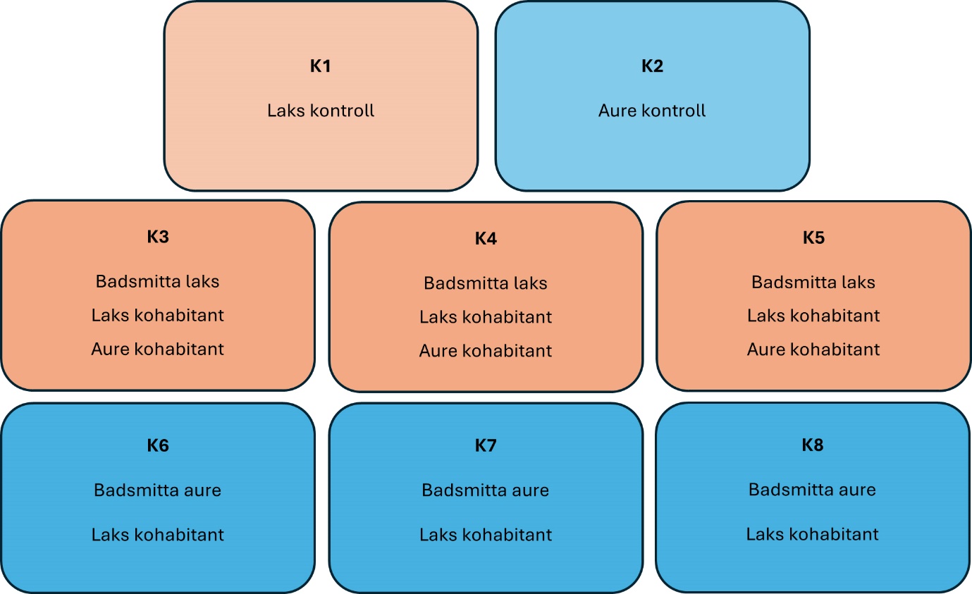 Oppsett av kar i smitteforsøket. 