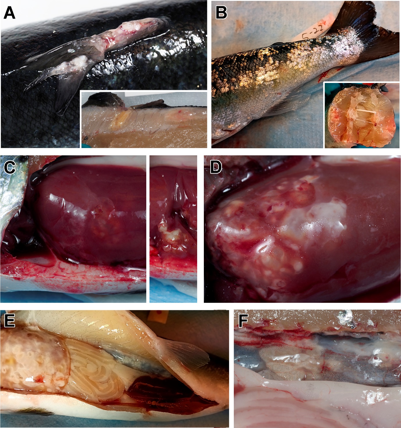 Eksempler på lesjoner sett i laks ved sluttuttaket uke 17. 