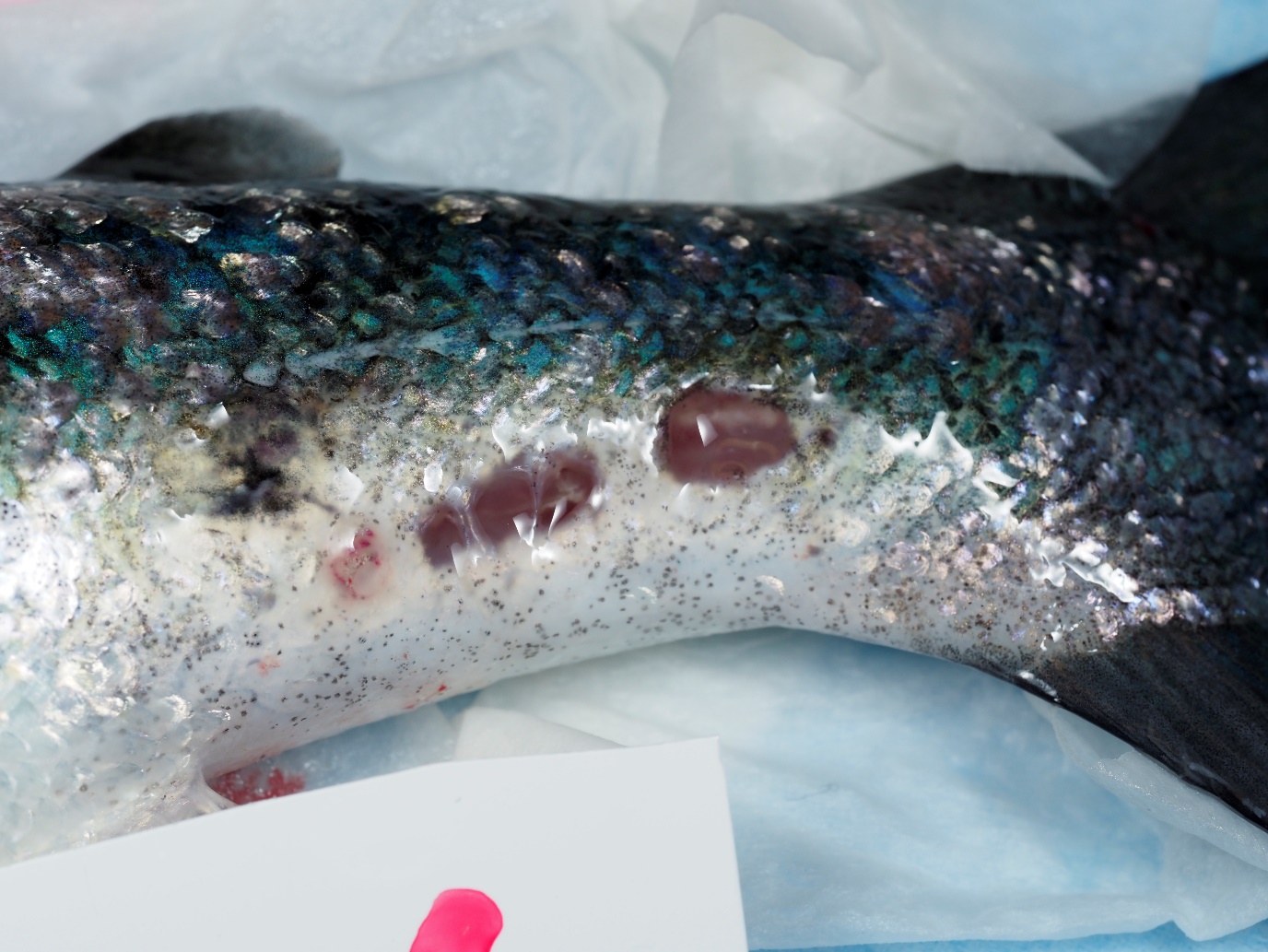Sår nær halerot hos laks ved sluttuttaket. Det ble ikke S. salmonicida i dette såret. 