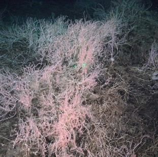 Bright pink bamboo coral dominate the area.