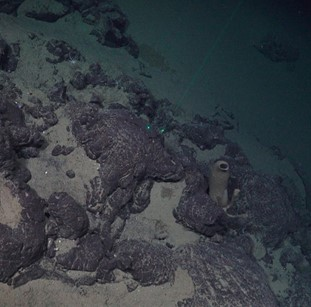 Exposed bedrock with a torpedo shaped sponge. 