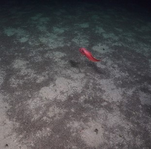 Sandy mud with burrows and foraminifera and a red snail fish swimming above the seabed
