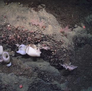 Exposed bedrock with many small pink anemones and white glass sponges growing on it. 