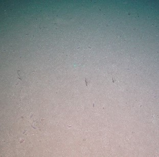 Sandy mud with stalked crinoids