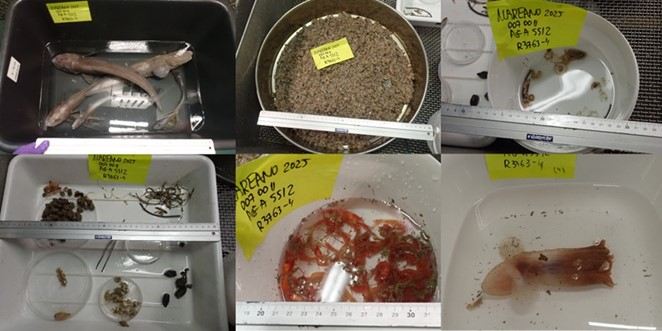 Agassiz trawl catch at R3763.