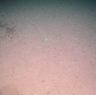 Sandy mud with many small sea cucumbers. 