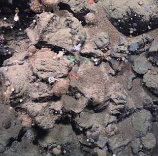 Bedrock wall with white branching sponges and brown round sponges. 