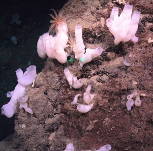 White tube sponges growing on steep bedrock wall 