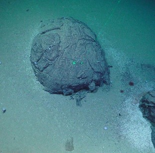 Round shaped pillow lava in between sandy mud and white foraminifera.