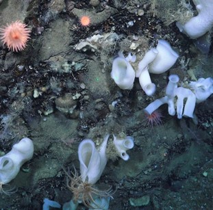 White glass sponges growing on a steep bedrock wall. 