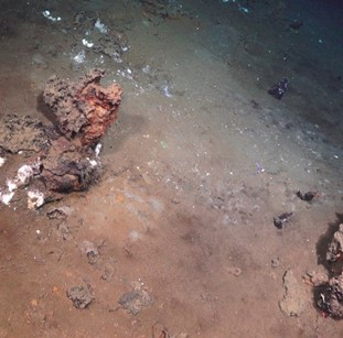 White bacterial mat on muddy sand and exposed bedrock. 