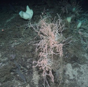 Bright pink bamboo coral patch with white sponges growing nearby.