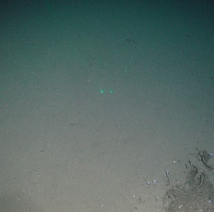 Sandy mud with dead sponges in the bottom right corner. 