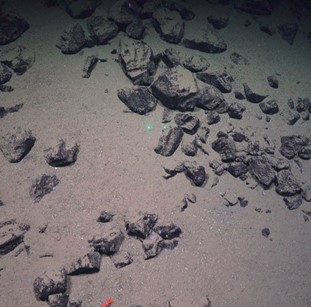 Cobbles and boulders on sandy mud. One red shrimp in the bottom of the frame. 