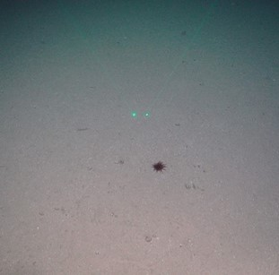 Sandy mud with stalked crinoids and a single dark purple anemone. 