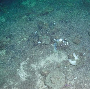 Spicule mat with large brown sponges and seastars feeding on them. 