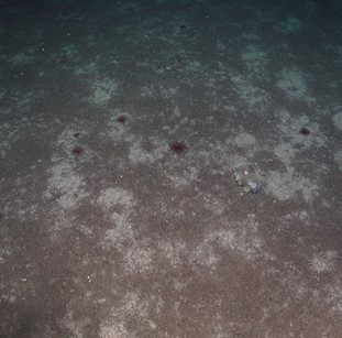 Muddy sand with burrows, foraminfera, and dark purple anemones. 