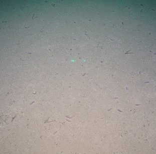 Sandy mud with many small sea cucumbers. 