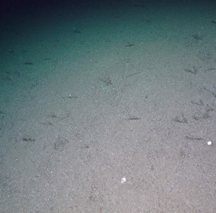 Muddy sand with stalked crinoids. 