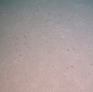 Sandy mud with many small sea cucumbers.