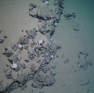 Exposed bedrock dominated by branching white sponges. 