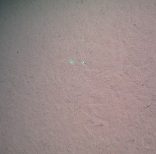 Sandy mud with tracks.