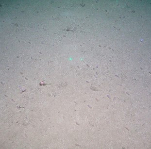 Sandy mud with many small sea cucumbers. 