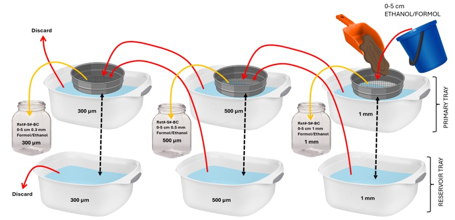 Schematic of the sieving workflow for the 0-5 cm layer of the boxcore sediment samples. Note that two set-ups like the one shown were used for ethanol fixed and formalin fixed halves of the box core.