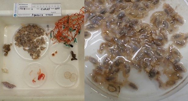 Agassiz Trawl catch at R3753 sorted into petri dishes and trays