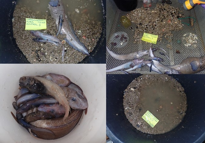 Beam trawl catch at R3763. Depth 2339 m.