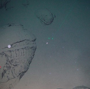 Pillow lava with mud coverage and a single light pink anemone.