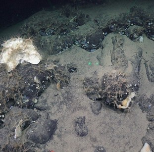 Exposed bedrock covered by fan sponges and crinoids. 